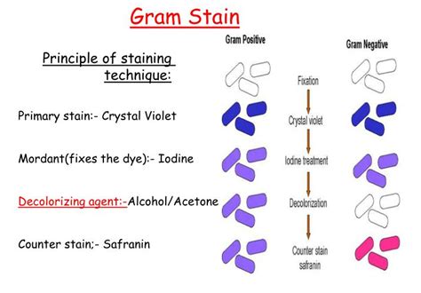 gram staining principle|Gram Staining: Principle, Theories, Procedure and Examples.